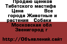 Продаю щенков Тибетского мастифа › Цена ­ 45 000 - Все города Животные и растения » Собаки   . Московская обл.,Звенигород г.